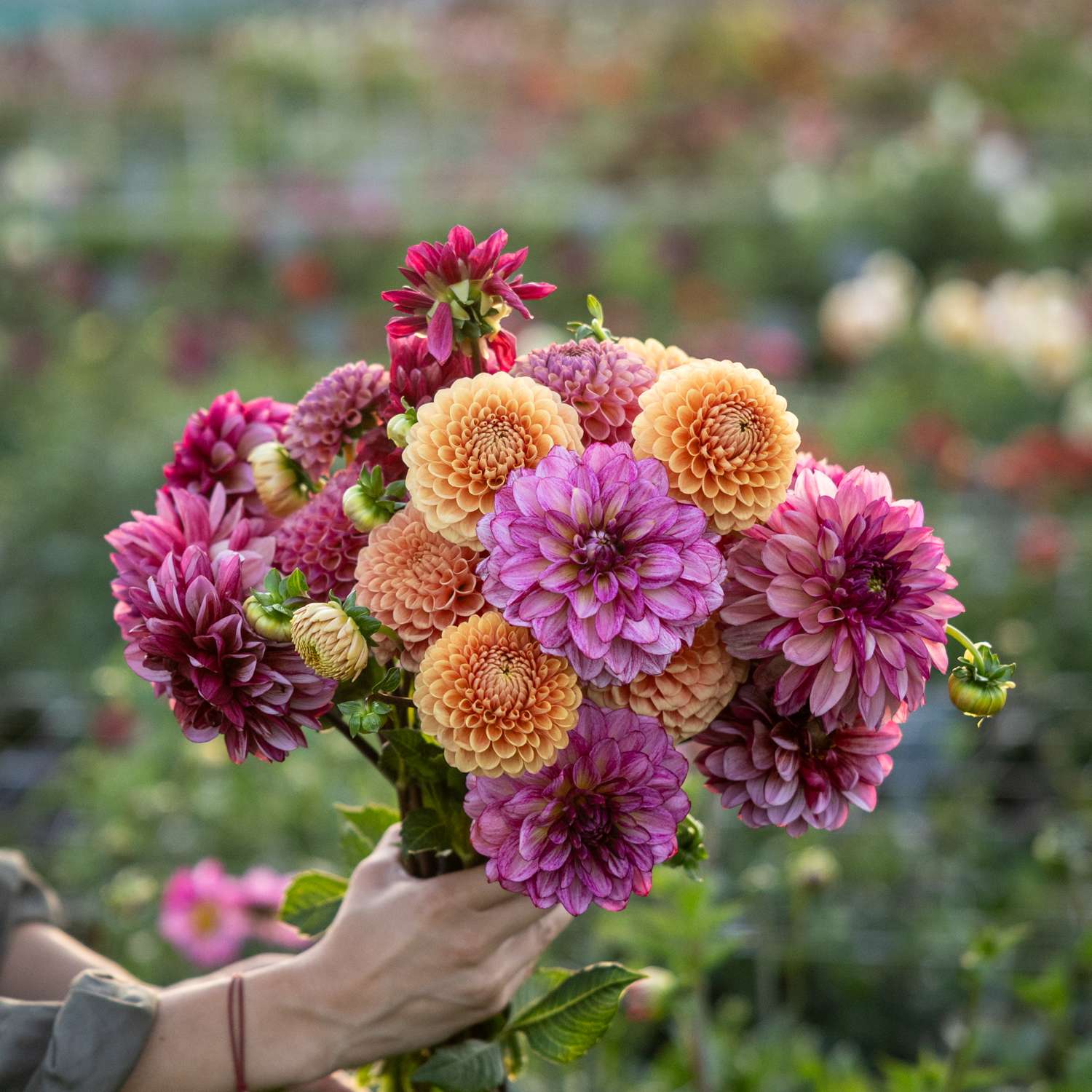 Dahlien - Kollektion 'Vintage Vibes' - Dahlia